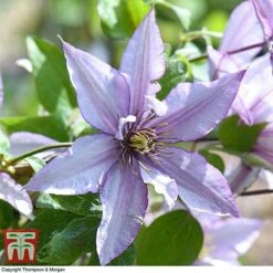 Clematis 'Samaritan Jo'™ Evipo075 -Perfect Greenery CLEM T77136 G
