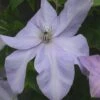 Clematis Shimmer™ Evipo028