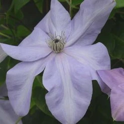 Clematis Shimmer™ Evipo028