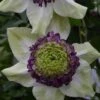 Clematis Viennetta™ Evipo006 1 Clematis Viennetta™ Evipo006 -Perfect Greenery CLEM T77139 A h