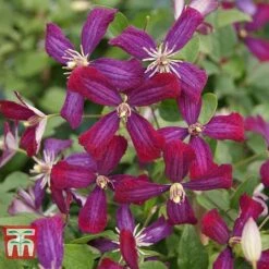 Clematis 'Sweet Summer Love' 13 Clematis 'Sweet Summer Love' -Perfect Greenery CLEM T79781 D