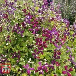 Clematis 'Sweet Summer Love' 14 Clematis 'Sweet Summer Love' -Perfect Greenery CLEM T79781 E