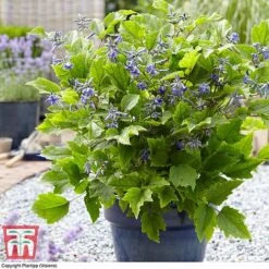 Clematis 'New Love' -Perfect Greenery CLEM TJ55647 B1