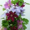 Clematis Trio Rebecca, Ooh La La, Bernadine -Perfect Greenery CLEM TKA0777 A