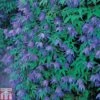 Clematis Macropetala -Perfect Greenery CLEM TKA0791 A