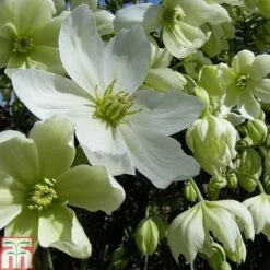Clematis X Cartmanii 'Avalanche' -Perfect Greenery CLEM TKA0821 A
