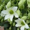 Clematis 'Michiko'™ Evipo044 1 Clematis 'Michiko'™ Evipo044 -Perfect Greenery CLEM TKA0823 A