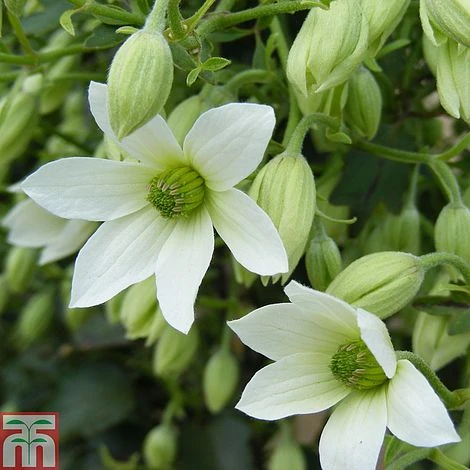 Clematis 'Michiko'™ Evipo044 3 Clematis 'Michiko'™ Evipo044