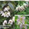 Winter Flowering Clematis Trio -Perfect Greenery CLEM WKB4690 A