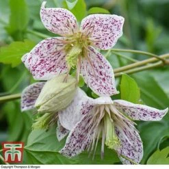 Winter Flowering Clematis Trio 9 Winter Flowering Clematis Trio -Perfect Greenery CLEM WKB4690 D