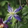 Clematis X Aromatica -Perfect Greenery CLEM p01975 A2