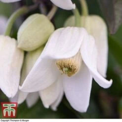 Clematis Urophylla 'Winter Beauty' -Perfect Greenery CLEM p88973 D