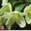 Clematis Cirrhosa 'Jingle Bells' -Perfect Greenery CLEM t12555 A
