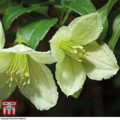 Clematis Cirrhosa 'Jingle Bells' -Perfect Greenery CLEM t12555 B