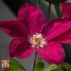 Clematis 'John Howells' -Perfect Greenery CLEM t59159 A