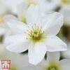 Clematis X Cartmanii 'Avalanche' -Perfect Greenery CLEM AVALANCHE T07292