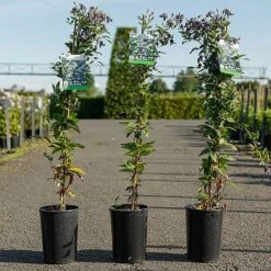 Clematis 'Fascination' -Perfect Greenery CLEM FASCINATI S45215 NOW