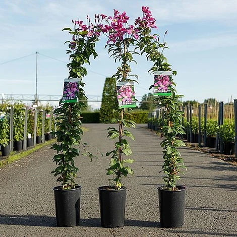 Clematis 'Inspiration' 4 Clematis 'Inspiration' - Image 2