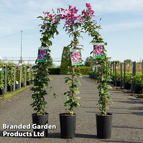 Clematis 'Inspiration' 3 Clematis 'Inspiration'