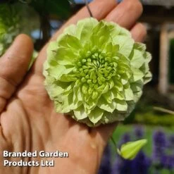 Clematis Florida 'Manju' -Perfect Greenery CLEM MANJU S50981