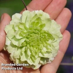 Clematis Florida 'Manju' -Perfect Greenery CLEM MANJU S50983