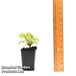 Clematis Napaulensis 13 Clematis Napaulensis -Perfect Greenery CLEM NAPAUL7CM T44183