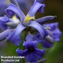 Clematis All Season Collection -Perfect Greenery CLEM NEWLOVE S23273