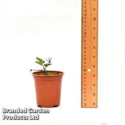 Clematis Florida 'Sieboldii' -Perfect Greenery CLEM SIEBOL9CM T44180