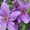 Clematis ‘Tumaini' (Evigsy151) -Perfect Greenery CLEM TUMAINI S49871