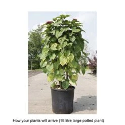 Clerodendrum Bungei -Perfect Greenery CLER T68296 B h