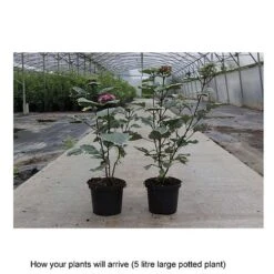 Clerodendrum Bungei 'Pink Diamond' -Perfect Greenery CLER T68298 B h