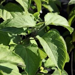 Clerodendrum Trichotomum -Perfect Greenery CLER T73834 A h