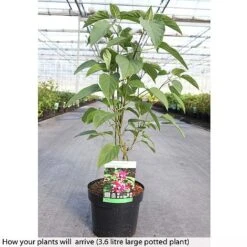 Clerodendrum Trichotomum -Perfect Greenery CLER T73834 B h