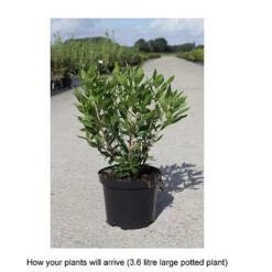 Clethra Alnifolia 'Hummingbird' -Perfect Greenery CLET T67912 B h
