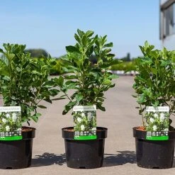 Clethra Alnifolia 'Vanilla Spice' -Perfect Greenery CLET ALNIFOLIA S45211 NOW