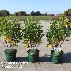 Clethra Alnifolia 'Anne Bidwell'