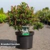 Clethra Alnifolia 'Sixteen Candles' -Perfect Greenery CLET SIXTEENCA S45213