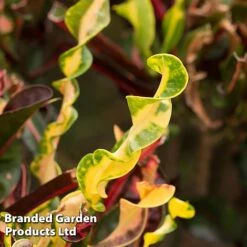 Codiaeum Variegatum 'Mammi' -Perfect Greenery CODI MAMMI KF1283 A