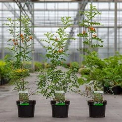 Colutea Media 'Copper Beauty' 5 Colutea Media 'Copper Beauty' -Perfect Greenery COLU COPPERBEA S45393 NOW