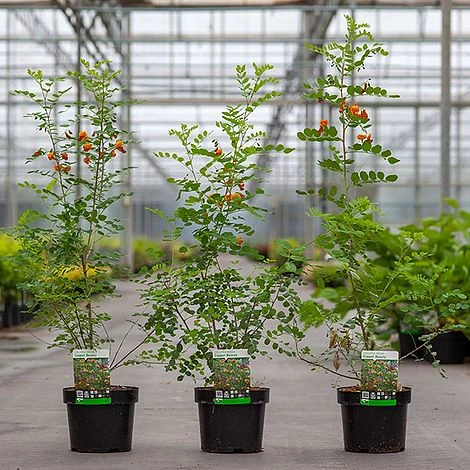 Colutea Media 'Copper Beauty' 4 Colutea Media 'Copper Beauty' - Image 2