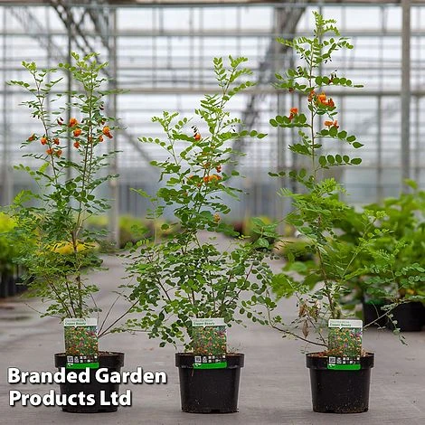 Colutea Media 'Copper Beauty' 3 Colutea Media 'Copper Beauty'