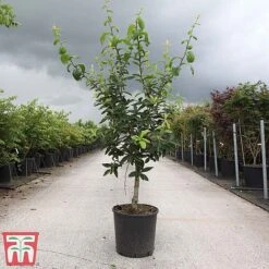 Common Medlar 5 Common Medlar -Perfect Greenery COMM TKA3274 A