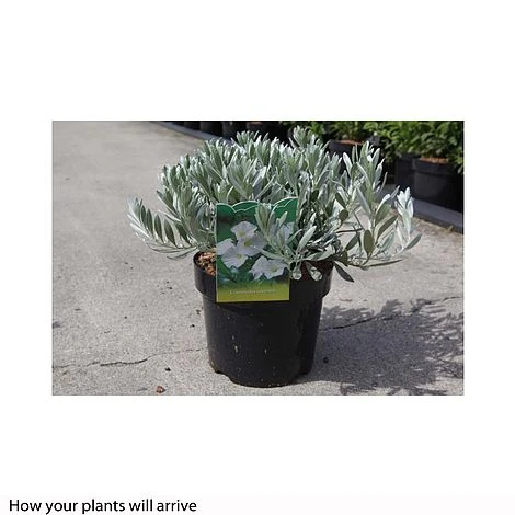 Convolvulus Cneorum 4 Convolvulus Cneorum - Image 2