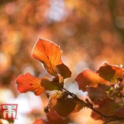 Copper Beech (Hedging) -Perfect Greenery COPP t70276 B