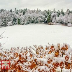 Copper Beech (Hedging) -Perfect Greenery COPP t70276 C