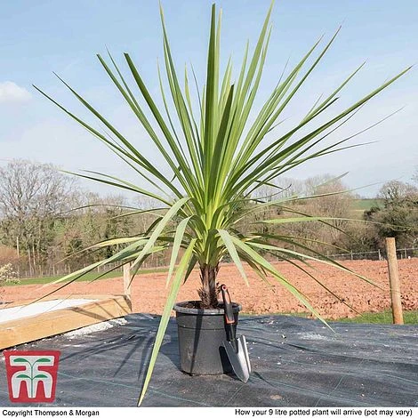 Cordyline Australis 6 Cordyline Australis - Image 4