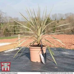 Cordyline Australis 'Torbay Dazzler' -Perfect Greenery CORD KB3926 L