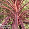 Cordyline 'Southern Splendour' -Perfect Greenery CORDYLINE SOUTHERNSPLENDOUR KC8120 A