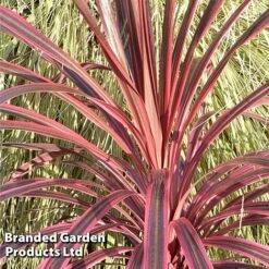 Cordyline 'Southern Splendour' -Perfect Greenery CORDYSOUTHERNSPLEN KC7315 A