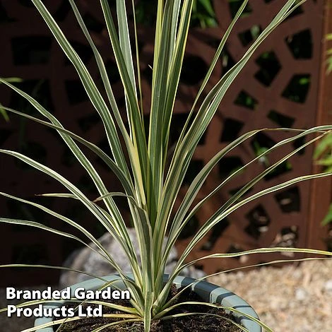 Cordyline Australis 'Lime Passion' 4 Cordyline Australis 'Lime Passion' - Image 2